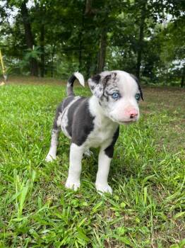 Earl -  Mixed Breed Dog Available for Adoption in Taycheedah, Wisconsin - Earl | PetCurious