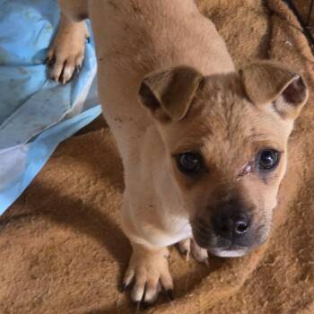 Mixed Breed Dogs Available for Adoption in Bismarck, North Dakota - Turbo | PetCurious