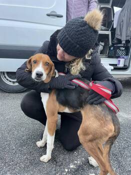 Hound Dogs Available for Adoption in Holbrook, New York - RANDY | PetCurious