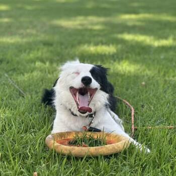 Border Collie Dogs Available for Adoption in Los Angeles, California - Chopper | PetCurious