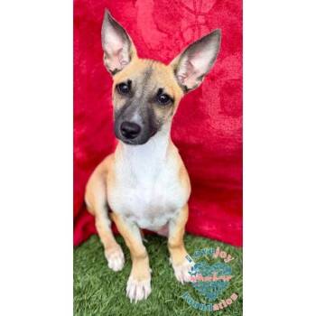 Rescue Chihuahua Dogs for Adoption in Inglewood, California - AZ Duo-Phoenix | PetCurious