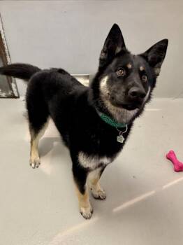 Mixed Breed Dogs Available for Adoption in Winnipeg, Manitoba - Gunnar | PetCurious