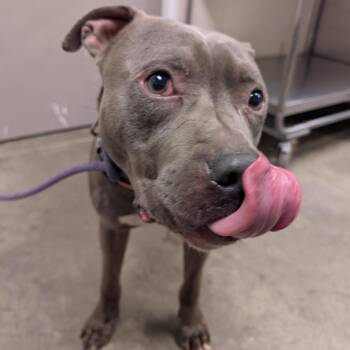 Pit Bull Terrier Dogs Available for Adoption in Manhattan, Kansas - Cash | PetCurious