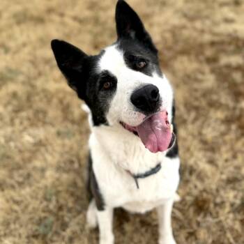 Border Collie and Husky Dogs Available for Adoption in Winchester, California - Aero | PetCurious