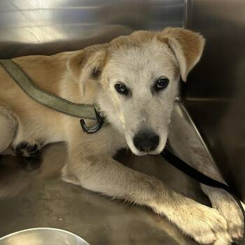 Rollo* -  Retriever Dog for Adoption in San Gabriel, California - Rollo* | PetCurious