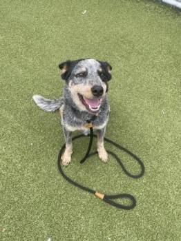 Miley -  Australian Cattle Dog Blue Heeler and Mixed Breed Dog for Adoption in Fishers, Indiana - Miley | PetCurious
