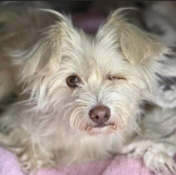 Isla -  Maltese Dog for Adoption in Larkfield-wikiup, California - Isla | PetCurious