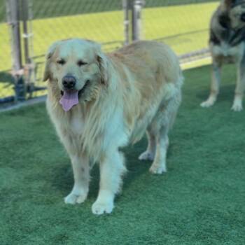 Golden Retriever Dogs Available for Adoption in Los Angeles, California - Shadow A2261316 | PetCurious