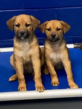 Posie (Px2) -  Terrier and Shepherd Dog Available for Adoption in Hartsville, South Carolina - Posie (Px2) | PetCurious