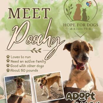 Poochy -  Labrador Retriever Dog for Adoption in Pleasant Valley, New York - Poochy | PetCurious