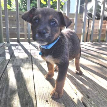 Turkey Leg -  Hound Dog for Adoption in Chattanooga, Tennessee - Turkey Leg | PetCurious
