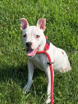Sadie -  Pit Bull Terrier Dog for Adoption in Springfield, Illinois - Sadie | PetCurious