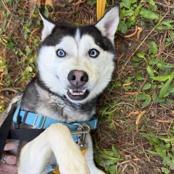 Cillian -  Husky Dog for Adoption in Wake Forest, North Carolina - Cillian | PetCurious