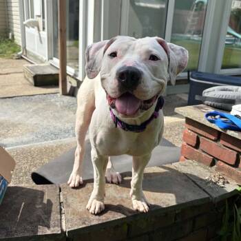 Tick -  Pit Bull Terrier Dog for Adoption in Levittown, New York - Tick | PetCurious