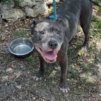 Pit Bull Terrier and Mixed Breed Dogs Available for Adoption in Sarasota, Florida - Cookie Crisp | PetCurious