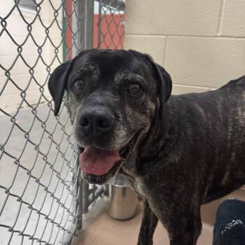 Cane Corso Dogs Available for Adoption in Reno, Nevada - Remi | PetCurious