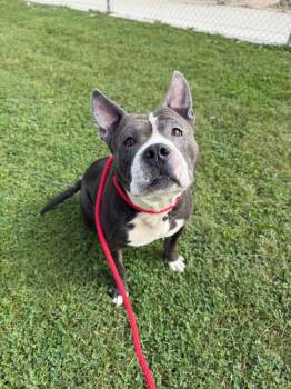 Maximus -  American Staffordshire Terrier Dog for Adoption in Pierceton, Indiana - Maximus | PetCurious