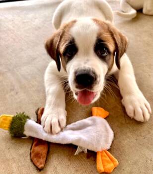 Brutus -  Great Pyrenees Dog Available for Adoption in Leander, Texas - Brutus | PetCurious