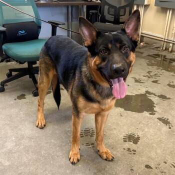 ANUBUS -  German Shepherd Dog Dog for Adoption in Camarillo, California - ANUBUS | PetCurious