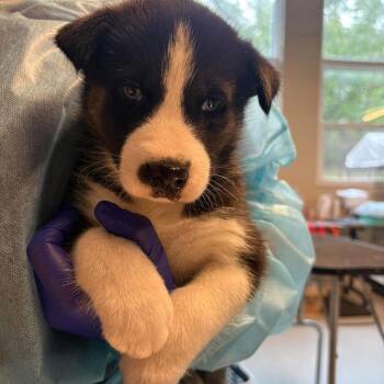 Shasta -  Mixed Breed Dog for Adoption in Huntington, West Virginia - Shasta | PetCurious
