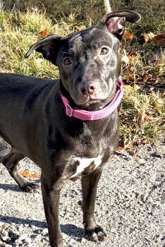 Candy -  Black Labrador Retriever and Pit Bull Terrier Dog for Adoption in Mckeesport, Pennsylvania - Candy | PetCurious