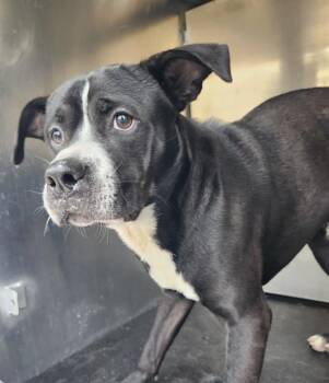 Labrador Retriever Dogs Available for Adoption in San Antonio, Texas - JEFFREY | PetCurious