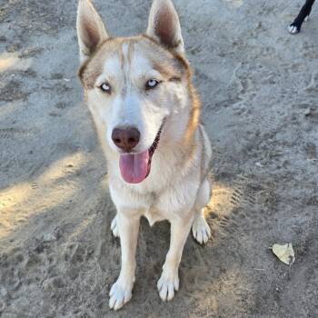 Aries -  Husky Dog for Adoption in Selma, California - Aries | PetCurious