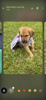 Miranda -  German Shepherd Dog Dog for Adoption in Churchville, New York - Miranda | PetCurious
