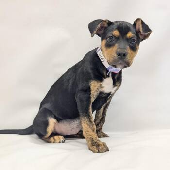 Shepherd and Mixed Breed Dogs Available for Adoption in Parker, Colorado - 635 (2026) Miracle | PetCurious