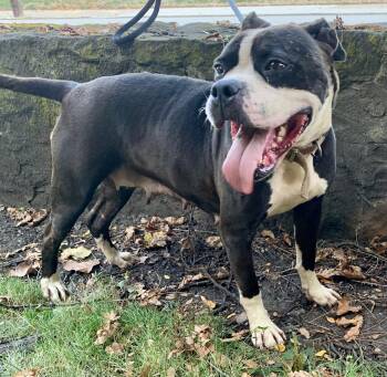 Rescue Pit Bull Terrier and Boxer Dogs for Adoption in Mckeesport, Pennsylvania - Prima | PetCurious