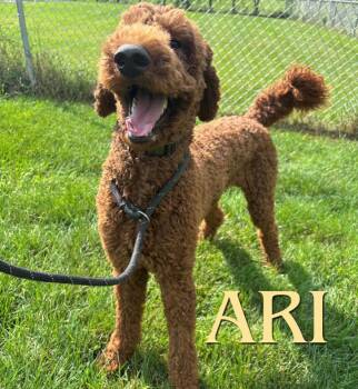 Ari -  Standard Poodle Dog for Adoption in Nevada, Iowa - Ari | PetCurious