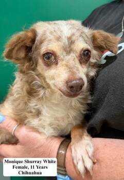 Monique Shurray White -  Chihuahua Dog for Adoption in Blue Springs, Missouri - Monique Shurray White | PetCurious