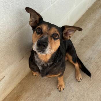 Buddy -  Mixed Breed Dog for Adoption in Denison, Texas - Buddy | PetCurious