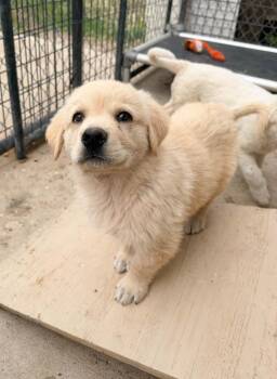 Great Pyrenees and Mixed Breed Dogs Available for Adoption in Severance, Colorado - Memphis | PetCurious