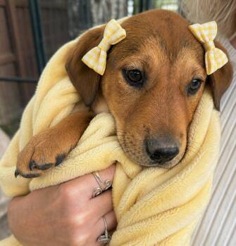 Golden lab mix pups -  Golden Retriever and Labrador Retriever Dog Available for Adoption in Mount Laurel Township, New Jersey - Golden Lab Mix Pups | PetCurious
