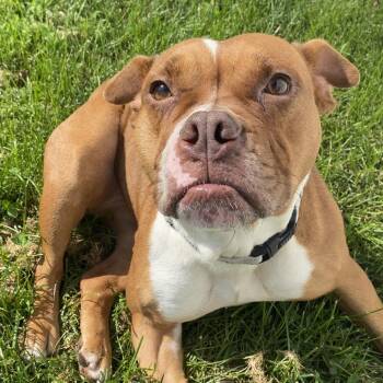 Stephanie -  Pit Bull Terrier Dog for Adoption in Harrisonburg, Virginia - Stephanie | PetCurious