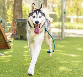 Siberian Husky Dogs Available for Adoption - FLUFFERS | PetCurious