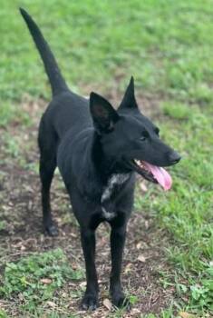Mary Ann -  German Shepherd Dog and Mixed Breed Dog Available for Adoption in Houston, Texas - Mary Ann | PetCurious