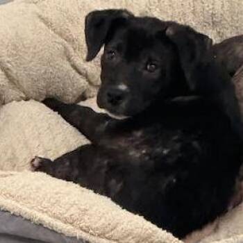 Terrier Dogs Available for Adoption in Tampa, Florida - Katara | PetCurious