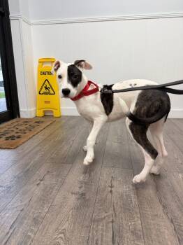Willow -  Mixed Breed Dog for Adoption in Palm Springs, Florida - Willow | PetCurious