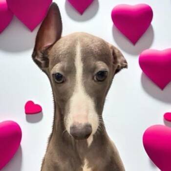 Italian Greyhound Dogs Available for Adoption - Valentino | PetCurious