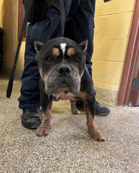 HARPER -  American Bulldog and Mixed Breed Dog Available for Adoption in Blythe, California - HARPER | PetCurious