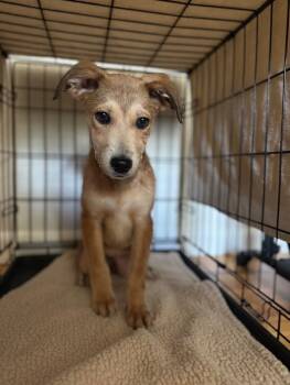 Rescue Shepherd and Labrador Retriever Dogs for Adoption in Boulder, Colorado - Maeve | PetCurious