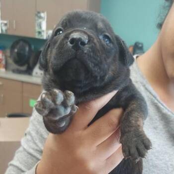 Terrier and Shepherd Dogs Available for Adoption in Hattiesburg, Mississippi - Dill | PetCurious