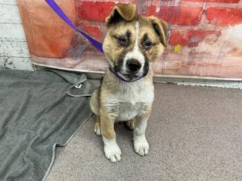 German Shepherd Dog Dogs Available for Adoption in San Bernardino, California - ALMO | PetCurious