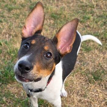 Labrador Retriever and Chihuahua Dogs Available for Adoption - Crosby Rose Petite Girl | PetCurious