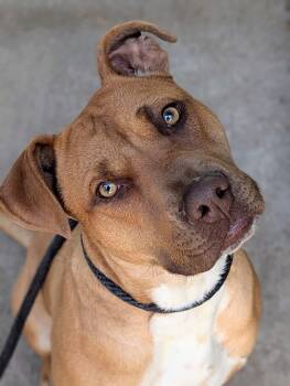 Pit Bull Terrier Dogs Available for Adoption in Chicago, Illinois - Manolo | PetCurious