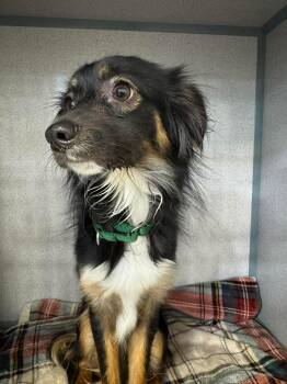 Mixed Breed Dogs Available for Adoption in Ridgefield, Connecticut - Lucky | PetCurious