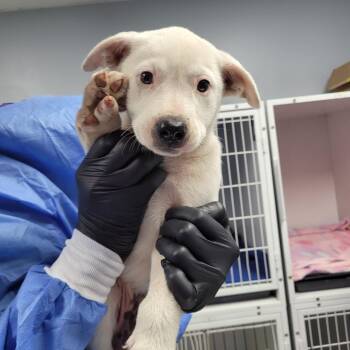 Turnip -  Mixed Breed Dog for Adoption in Duncan, Oklahoma - Turnip | PetCurious