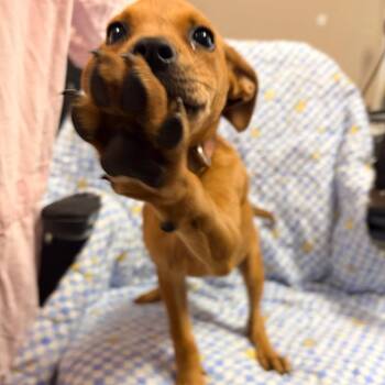 Maraschino -  Terrier Dog for Adoption in Belleville, Illinois - Maraschino | PetCurious